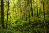 Fern;Ferns;Forest;Forested;Green;Moss;Oregon;Plant;Sunlight;Sunlit;Sunshine;Timb