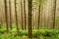 Forest;Forested;Green;Oregon;Tree;Trees;Wood;Woods