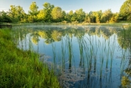 Cattails;Green;Lake;Mirror;Mist;Ohio;Oneness;Pastoral;Peaceful;Pond;Reflection;R