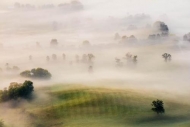 Field;McCloud-Mountain;Mist;Powell-Valley;Tree;Trees;fog;foggy;haze;misty;zen