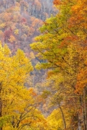 Autumn;Branches;Brown;Calm;Fall;Forest;Forested;Gold;Great-Smoky-Mountains-Natio