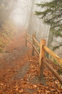 Appalachian-Mountains;Appalachian-Trail;Autumn;Branches;Brown;Calm;Fall;Fog;Fore