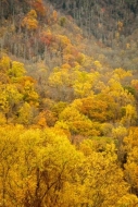 Autumn;Branches;Brown;Calm;Fall;Forest;Forested;Gold;Great-Smoky-Mountains-Natio