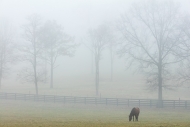 Agricultural;Animals;Branches;Brown;Calm;Fields;Fog;Grazing;Healing;Health-care;