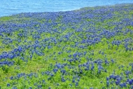 Bloom;Blossom;Blossoms;Blue;Bluebonnet;Bluebonnets;Blues;Calm;Cool-Colors;Cool-P