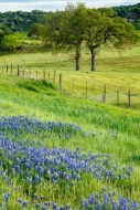 Bloom;Blossom;Blossoms;Blue;Bluebonnet;Bluebonnets;Branches;Brown;Fence;Field;Fl