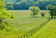 Agricultural;Fence;Field;Fields;Green;Pastoral;Peaceful;Spring;Springtime;Tree;T
