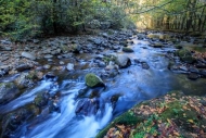 Blue;Boulder;Boulders;Branches;Brook;Cascade;Chute;Creek;Fallen;Fallen-Leaves;Fa
