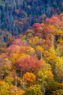 Autumn;Bluff;Branches;Brown;Calm;Fall;Forest;Forested;Gold;Great-Smoky-Mountains