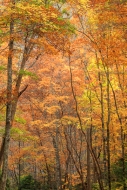 Autumn;Branches;Brown;Calm;Concepts;Cool-Colors;Cool-Palette;Cool-Tones;Fall;For