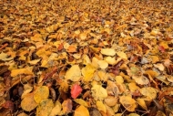 Abstract;Abstraction;Autumn;Brown;Close-up;Fall;Fallen;Fallen-Leaves;Foliage;Gol