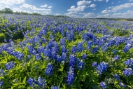 Biophilic;Bloom;Blossom;Blossoms;Blue;Calm;Close-up;Cloud;Cloud-Formation;Concep