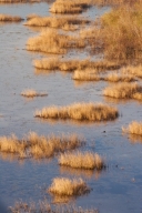 Blue;Bog;Brown;Marsh;Mire;Muskeg;Swamp;Swamps;Tan