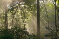 Forest;Great-Smoky-Mountains;Nature-Conservancy;Oneness;Pure;Sunlight;Sunrise;Ta