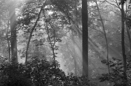 BW;Black-and-White;Foliage;Forest;Great-Smoky-Mountains;Leaf;Leafy;Leaves;mornin