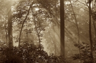 Black-and-White;Foliage;Forest;Great-Smoky-Mountains;Leaf;Leafy;Leaves;morning;N