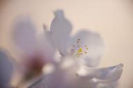 Abstract;Abstractions;Bloom;Blossom;Blossoms;Floret;Flower;Floweret;Flowering;Fl