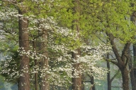 Bark;Bloom;Blossom;Blossoms;Branch;Branches;brown;Brown;Floret;Flower;Floweret;F