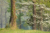 Bark;Bloom;Blossom;Blossoms;Branch;Branches;Brown;Flower;Floweret;Flowering;Flow