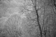 BW;Bark;black-white;Black-and-White;Branch;Branches;Brown;Foliage;Forest;Green;H