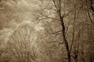 Bark;Branch;Branches;Brown;Foliage;Forest;Green;Herbaceous;Leaf;Leafy;Leaves;Pla