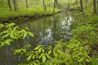 Wood;Woodland;Woods;Timber;Timberland;Forest;Brook;Creek;Rivulet;Streamlet;Strea