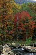 Fall-Scenes;Forest;Leaf;Leaves;Nature;Trees;Autumn;Rocks;Rock;Boulder;Boulders;R