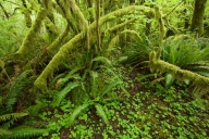 Forest;Green;Plants;Trees;Woodland