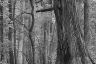 Bark;Belknap;Big-Cypress;Black-and-White;Bog;Branch;Branches;Cache-River-State-N