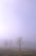 Oneness;Fog;Mist;Damp;Misty;Foggy;Obscured;Tree-Trunk;Trees;Bush;Shrub;Herbaceou