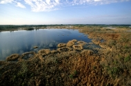 Swamp;Swamps;Bog;Marsh;Scenic-View