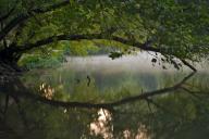 Break-of-Day;brook;creek;Dawn;Daybreak;First-Light;Flowing;Fog;Foggy;Haze;Mist;M
