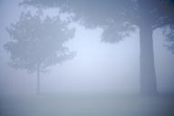 Bark;Branch;Branches;Bush;Damp;Fog;Foggy;Herbaceous;Leafy;Mist;Misty;Obscured;On
