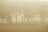 Bark;Branch;Branches;Bush;Damp;Fog;Foggy;Herbaceous;Leafy;Mist;Misty;Obscured;On