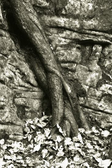 Textures;Shapes;Patterns;Abstractions;Abstract;Striation;Stone;Rock;Boulder;Geology;Geological;Rock formations;Rocks;Trunk;Leafy;Branches;Branch;Woodland;Herbaceous;Shrub;Bush;Trees;Tree Trunk