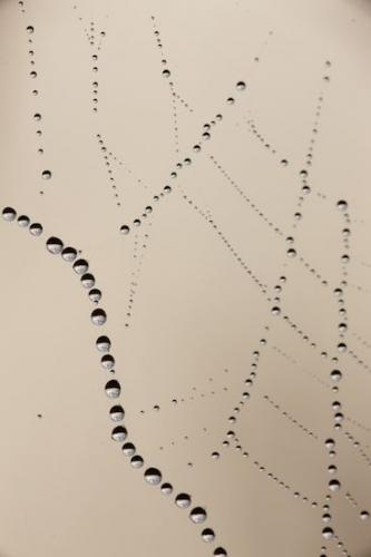 Henry Horton;Patterns;water;Abstracts;drop;droplet;drops;Abstract;dewy;dew drops;SpiderWeb;Textures;dew