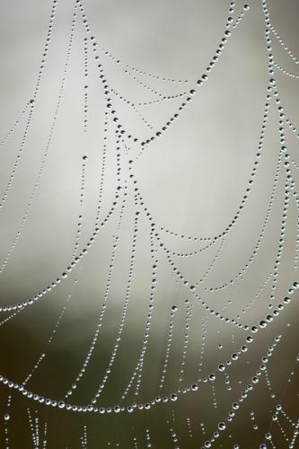 Abstract;Abstraction;Calm;Close-up;Dew;Droplets;Drops;Healing;Health care;Healthcare;Henry Horton;Line;Macro;Nature;Pastoral;Shape;SpiderWeb;Sunlight;Sunshine;Wabi Sabi;Water;Water Drops;dew;dew drops;dewy;drop;droplet;moisture;oneness;pattern;peaceful;restful;serene;soothing;sunlit;tranquil;zen
