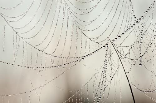 Abstract;Abstraction;Calm;Close-up;Dew;Droplets;Drops;Healing;Health care;Healthcare;Henry Horton;Line;Macro;Nature;Pastoral;Shape;SpiderWeb;Sunlight;Sunshine;Wabi Sabi;Water;Water Drops;dew;dew drops;dewy;drop;droplet;moisture;oneness;pattern;peaceful;restful;serene;soothing;sunlit;tranquil;zen