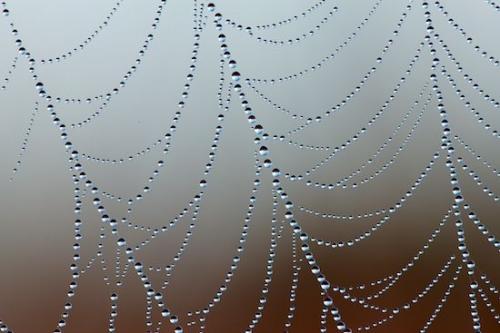 Abstracts;dew;dew drops;SpiderWeb;drops;Henry Horton;Abstract;dewy;drop;droplet;Patterns;water;Textures