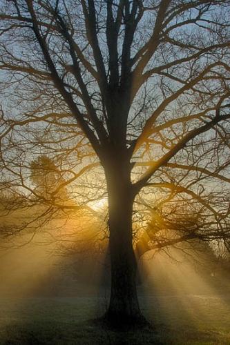 Branch;Branches;Grass;Mist;Morning;Rachel;Sunbeam;Sunbeams;Sunlight;Sunlit;Sunrays;Sunrise;Sunshine;Tennessee;Thompsons Station;Tree;Tree Trunk;Trees;Trunk;fog;foggy;haze;limb;misty;tree limbs