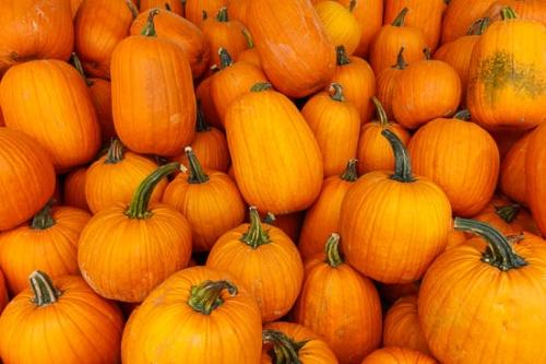 Agricultural;Autumn;Farm;Farming;Harvest;Orange;Pumpkin;crops