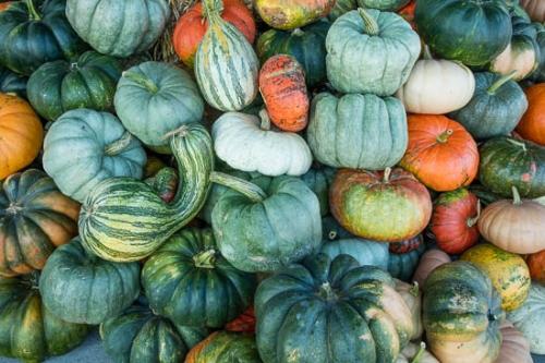 Abstract;Abstraction;Agricultural;Agriculture;Fall;Farm;Farming;Green;Nature;Orange;Pattern;Plant;Plants;Pumpkin;Shape;Tan;Texture;Thanksgiving;Yellow;botanical;bountiful;gourds