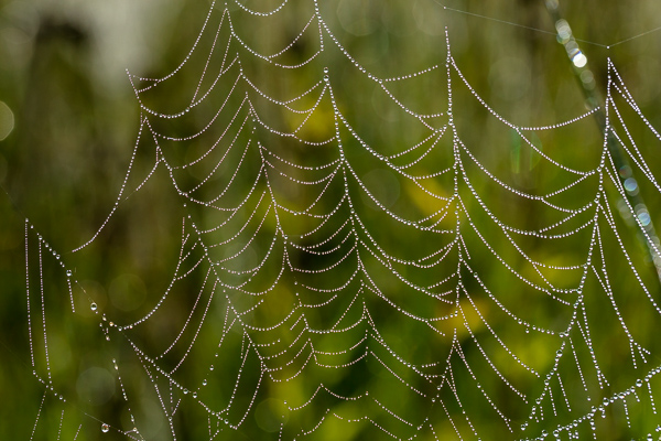 Calm;Dew;Droplets;Drops;Healing;Macro;Minimalism;Nature;Pastoral;Spider Web;SpiderWeb;Wabi Sabi;Water;Water Drops;Yellow;dew drops;dewy;drop;green;oneness;peaceful;restful;serene;soothing;tranquil;zen