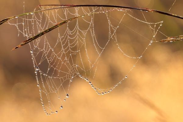 Biophilic;Blossom;Blossoms;Botanical;Botanicals;Brown;Calm;Concepts;Dew;Droplets;Drops;Floweret;Flowering;Flowers;Flowers & Plants;Gold;Healing;Health care;Healthcare;Henry Horton;Henry Horton State Park;Looking up;Macro;Minimalism;Nature;Oneness;Pastoral;Plant;Seed Head;Spider Web;State Park;Sunlight;Sunshine;Tan;Tennessee;United States;Wabi Sabi;Water;Water Drops;biophilic design;biophilic interior design;bloom;botanicals;dawn;daybreak;dew drops;dewdrop;dewy;drop;droplet;flora;floral;flower;grass;moisture;morn;morning;oneness;peaceful;plant;plants;restful;serene;soothing;sunlit;sunrise;sunup;tranquil;zen