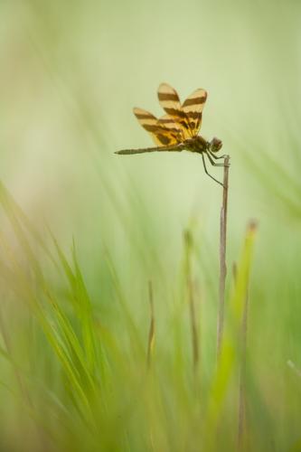 Brown;Calm;Canton;Close-up;Dragonfly;Emiquon Preserve;Gold;Healing;Health care;Healthcare;Illinois;Stem;Tan;United States;Warm Colors;Warm Palette;Warm Tones;bug;color;grass;green;insect;oneness;peaceful;perched;restful;serene;soothing;tranquil;zen