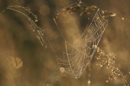 Spider;Web;Spider-Web;Arachnid;Tennessee