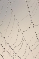 Henry-Horton;drop;droplet;dew;Abstracts;Abstract;drops;Patterns;dew-drops;Spider