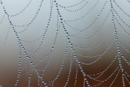 Abstracts;dew;dew-drops;SpiderWeb;drops;Henry-Horton;Abstract;dewy;drop;droplet;
