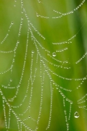Dew;Dewy;Drop;Droplet;Droplets;Green;Moisture;Spider-Web;SpiderWeb;Water;Water-D