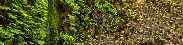 Abstract;Abstraction;Bluff;Boulder;Boulders;Brown;California;Cliff;Fern;Fern Canyon;Foliage;Green;Healing;Health care;Healthcare;Landscape;Leaf;Leaves;Line;Moss;Nature;Oneness;Panoramic;Pastoral;Pattern;Peaceful;Plant;Plants;Prairie Creek Redwood State Park;Redwood National Park;Rock;Rock Formations;Rocks;Rocky;Shape;Shrub;Stone;Texture;United States;Wabi Sabi;botanical;botanicals;botany;calm;flora;greenery;herb;herbage;restful;serene;soothing;tranquil;vegetation;zen
